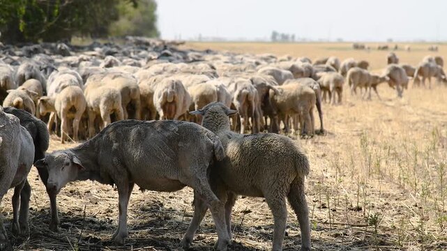 A flock of sheep grazes in a steppe area.