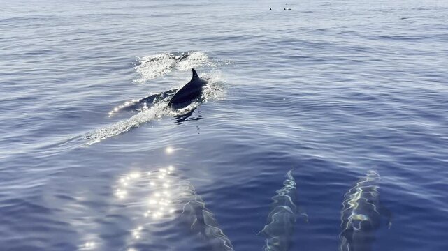 Slow-motion view of dwarf spinner dolphins (Stenella longirostris roseiventris) surfacing to breathe ahead of a boat in the sunlit waters of Timor-Leste.