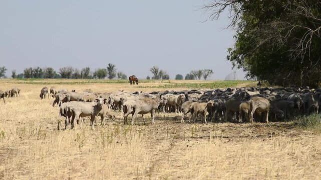 A flock of sheep grazes in a steppe area.