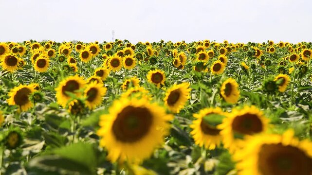 Sunflower field on a sunny summer day