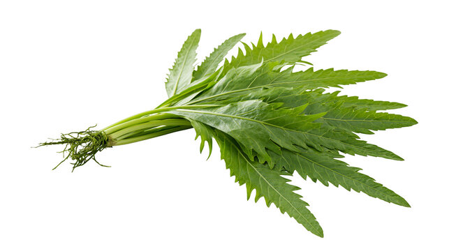 Fresh green culantro leaves with roots