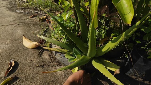 Close-up of a hand pulling weeds and removing unwanted grass around a fresh green aloe vera plant, representing home gardening, plant care, and outdoor agricultural hobbies.