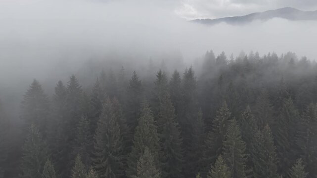 Misty Fog Rolling Over Dense Pine Forest at Dawn