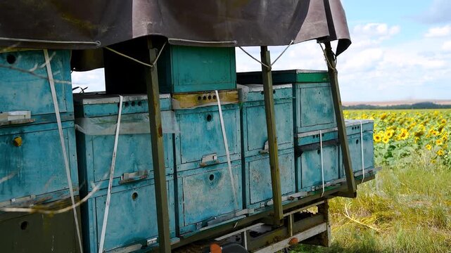 Bee apiary on a sunny summer day.