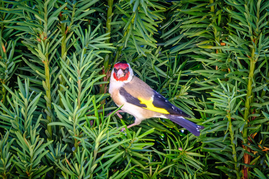 A Goldfinch perched in an evergreen Yew tree in the Dordogne region of France