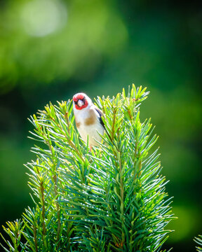 A Goldfinch perched on top of a Yew tree in the Dordogne region of France