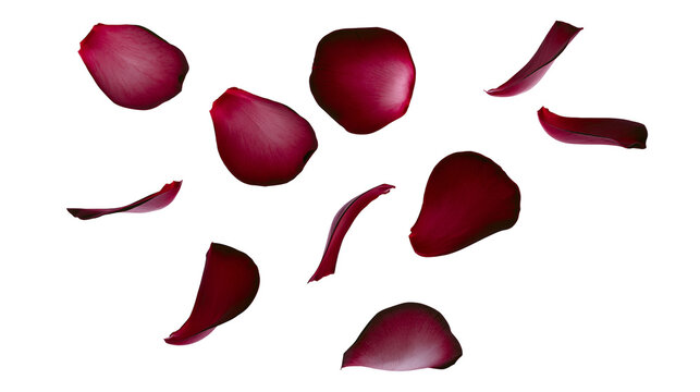 Scattered deep red rose petals