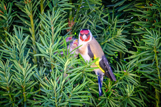 Two Goldfinch chicks wait open mouthed for food from an adult in their nest in an evergreen Yew tree in the Dordogne region of France
