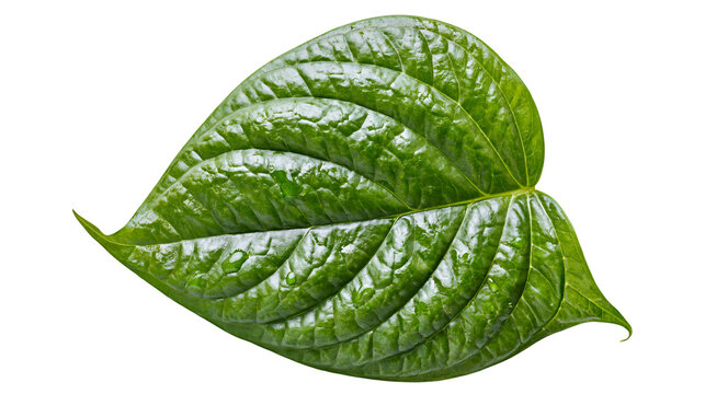 Green betel leaf with water drops and visible veins