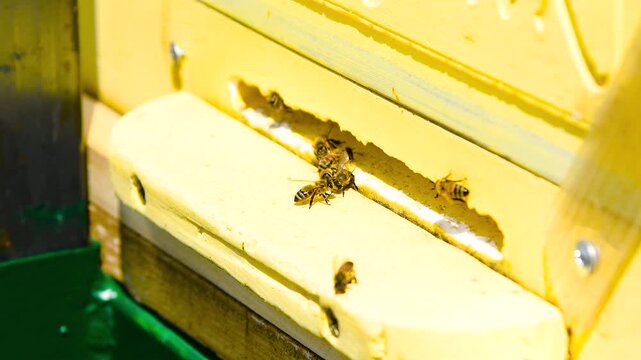 Bee apiary on a sunny summer day.