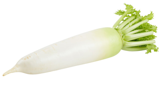 White daikon radish with green leafy tops