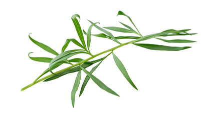 Fototapeta premium Green tarragon herb sprigs with long slender leaves