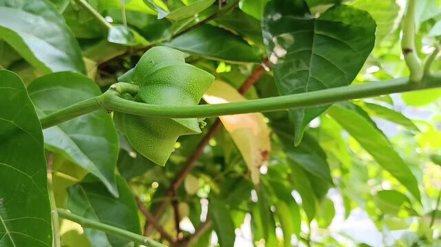 Close Up Video of Young Sacha Inchi Fruit Side View (Plukenetia volubilis)