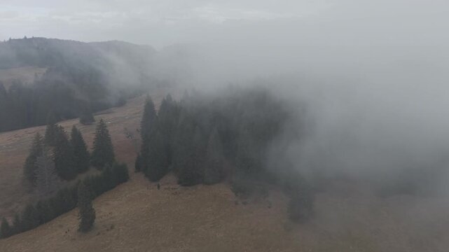Misty Fog Rolling Over Dense Pine Forest at Dawn