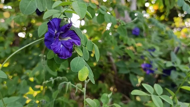 Close Up Video of Blue Butterfly Pea Flower (Clitoria ternatea)