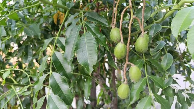 Close Up Video of Green Ambarella Fruits on Tree (Spondias dulcis)