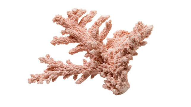 Pink branching coral skeleton fragment