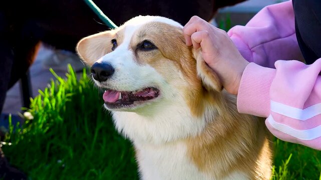 Corgi and Labrador on a sunny lawn in the park.