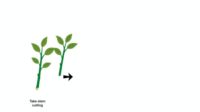 Animation of Educational biology diagram showing plant propagation by stem cutting method, illustrating steps from taking parent shoot to rooting in water and potting soil