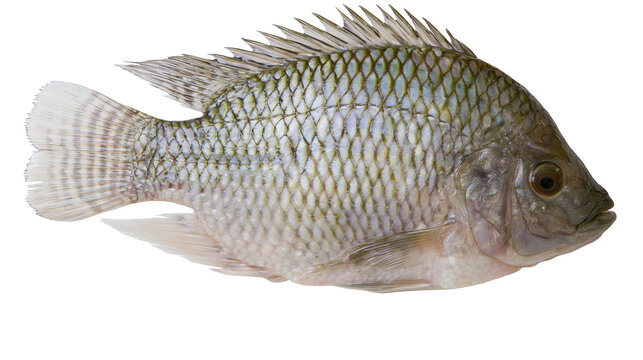 Whole raw tilapia fish with scales and fins