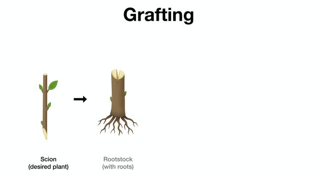 Animation of Scientific diagram illustrating plant grafting method, detailing step by step process of joining a desired scion shoot onto a rooted rootstock stem for vascular cambium union