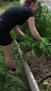 Vertical screen gardener pulling large weeds with roots from raised vegetable bed while clearing overgrown plants to improve healthy crop growth in organic garden