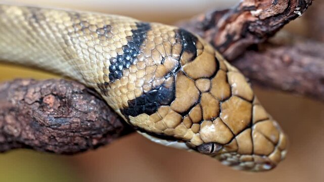 Black headed python snake flicking tongue on branch cinematic macro.