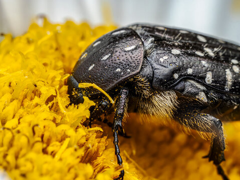 Macro Close-Up of white-spotted rose beetle Feeding on Yellow Flower Pollen
