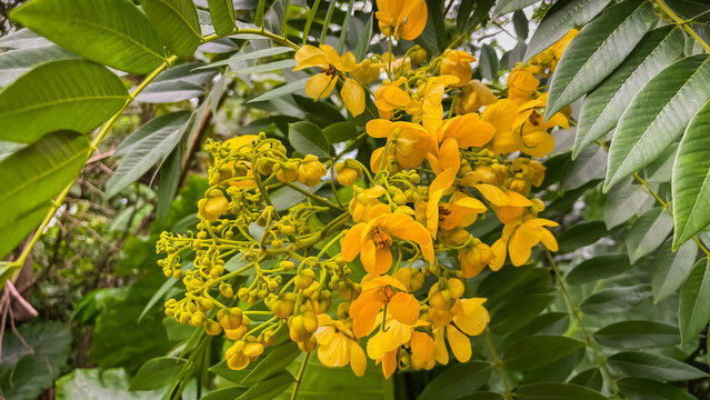 A close-up of the bright yellow flowers of Senna spectabilis on flowering branches. This ornamental tropical tree is popular in landscaping, beekeeping, and landscape design.