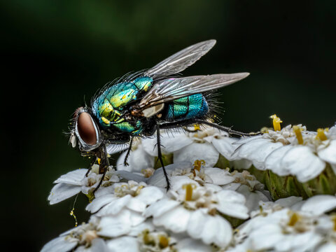 Lucilia sericata Fly Close-Up on White Flowers