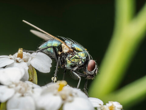 Lucilia sericata Fly Close-Up on White Flowers