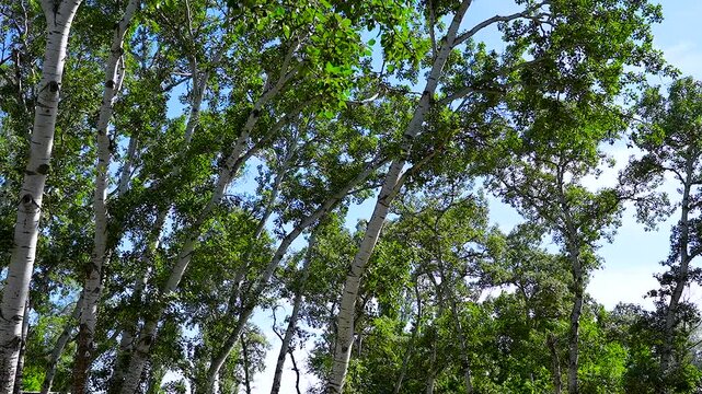Poplar trees with white bark and green leaves.