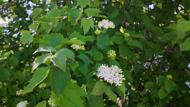 Wild Plant - Highbush Cranberry - Spring Blooming - White Flowers - Close Up Pan 4K UHD