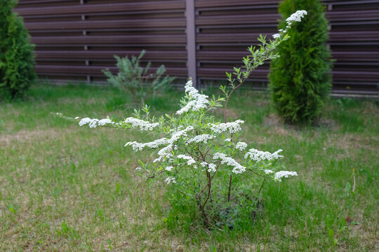 Close-up of a spirea in a garden plot. The delicate inflorescences of this ornamental shrub in the garden.
