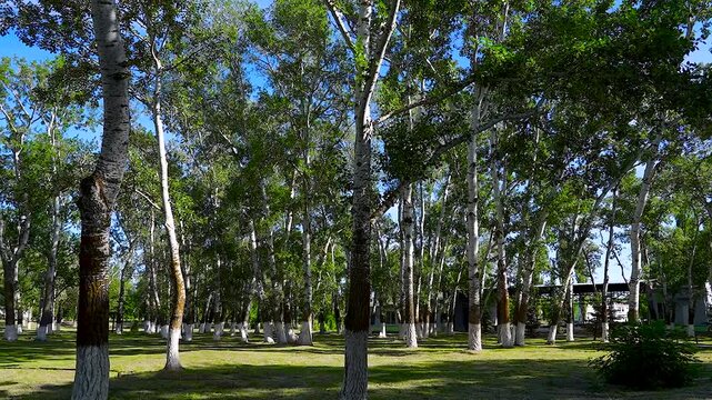 Park trees with white trunks and green grass.