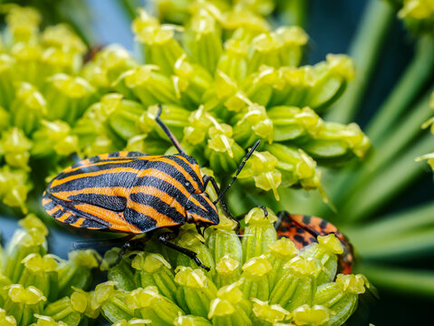 Close-Up Of minstrel Bug On Green Plant Stem