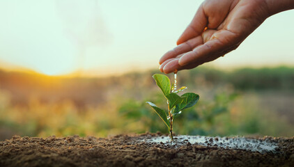 Obraz premium Hand gently waters young plant in soil at sunrise