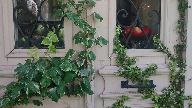 Wooden door with two windows, covered in green ivy plants, featuring decorative grilles and a handle, rustic charm.