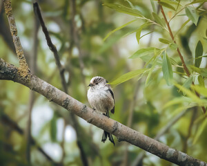 Longtailed Tits Perched Among Summer Foliage in Stakeford, Northumberland © Neil_Benison_Photos