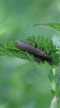 Large stonefly insect resting on a green nettle leaf