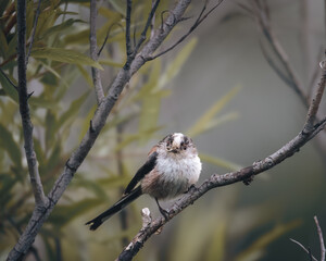 Longtailed Tits Perched Among Summer Foliage in Stakeford, Northumberland © Neil_Benison_Photos