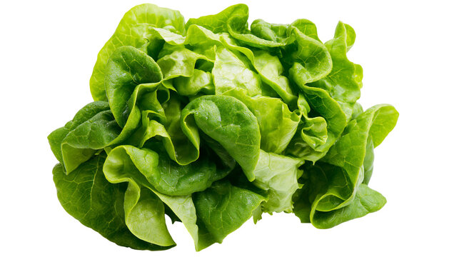 Fresh green butter lettuce head with ruffled leaves