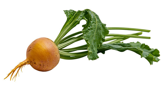 Golden beet with green leaves and rootlets