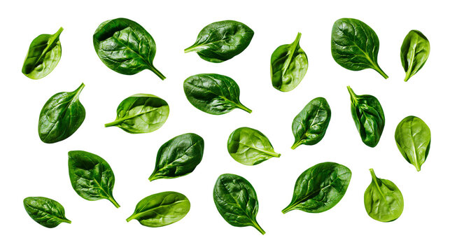 Fresh green spinach leaves scattered