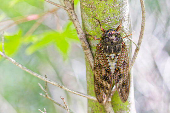 真夏の木に留まるアブラゼミ(Lage brown cicada)