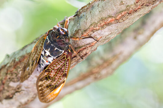 森の中のアブラゼミ(Lage brown cicada)