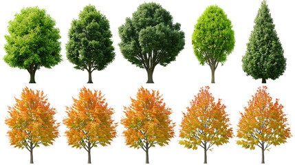 Collection of deciduous and coniferous trees in green and autumn colors © Elena