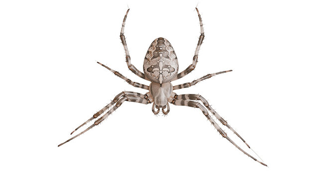 Orb weaver spider with intricate patterns on abdomen and legs