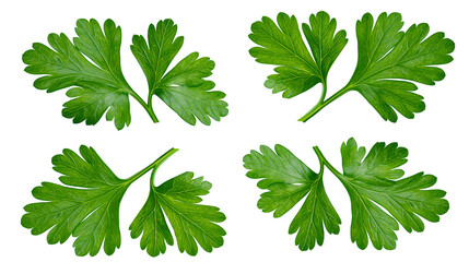 Four fresh green parsley leaves arranged in a grid © Miguel