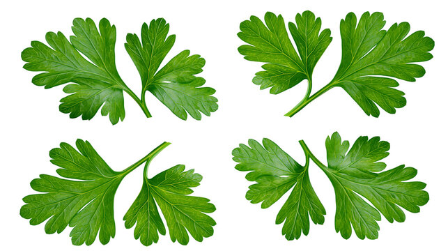 Four fresh green parsley leaves arranged in a grid